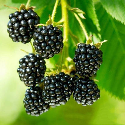 🔥Sweet Giant Blackberry Seeds