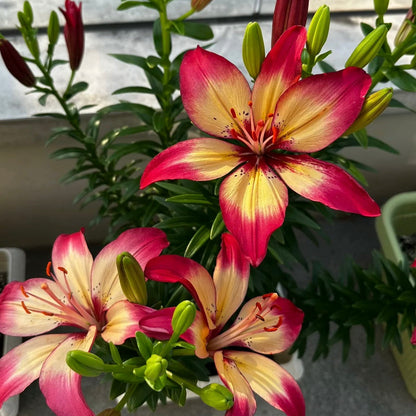 🌸Unique Lily Seeds Mix | A Collector’s Choice for Garden Lovers