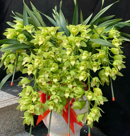 👑 The Queen of Orchids — Long-Lasting Cymbidium Bulbs