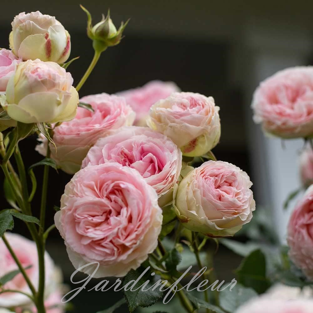 Last day 49% OFF🔥Climbing Vine Rose Flower Seeds