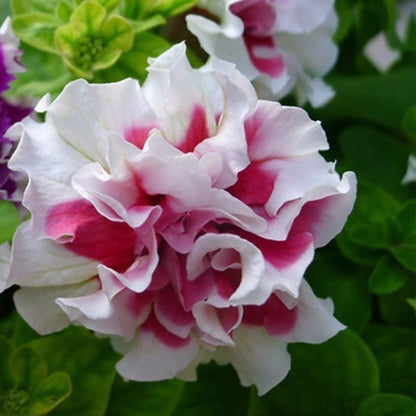 Double Pirouette Petunia Seeds (Red & Salmon) – Award-Winning Ruffled Bicolor Blooms for Hanging Baskets & Containers