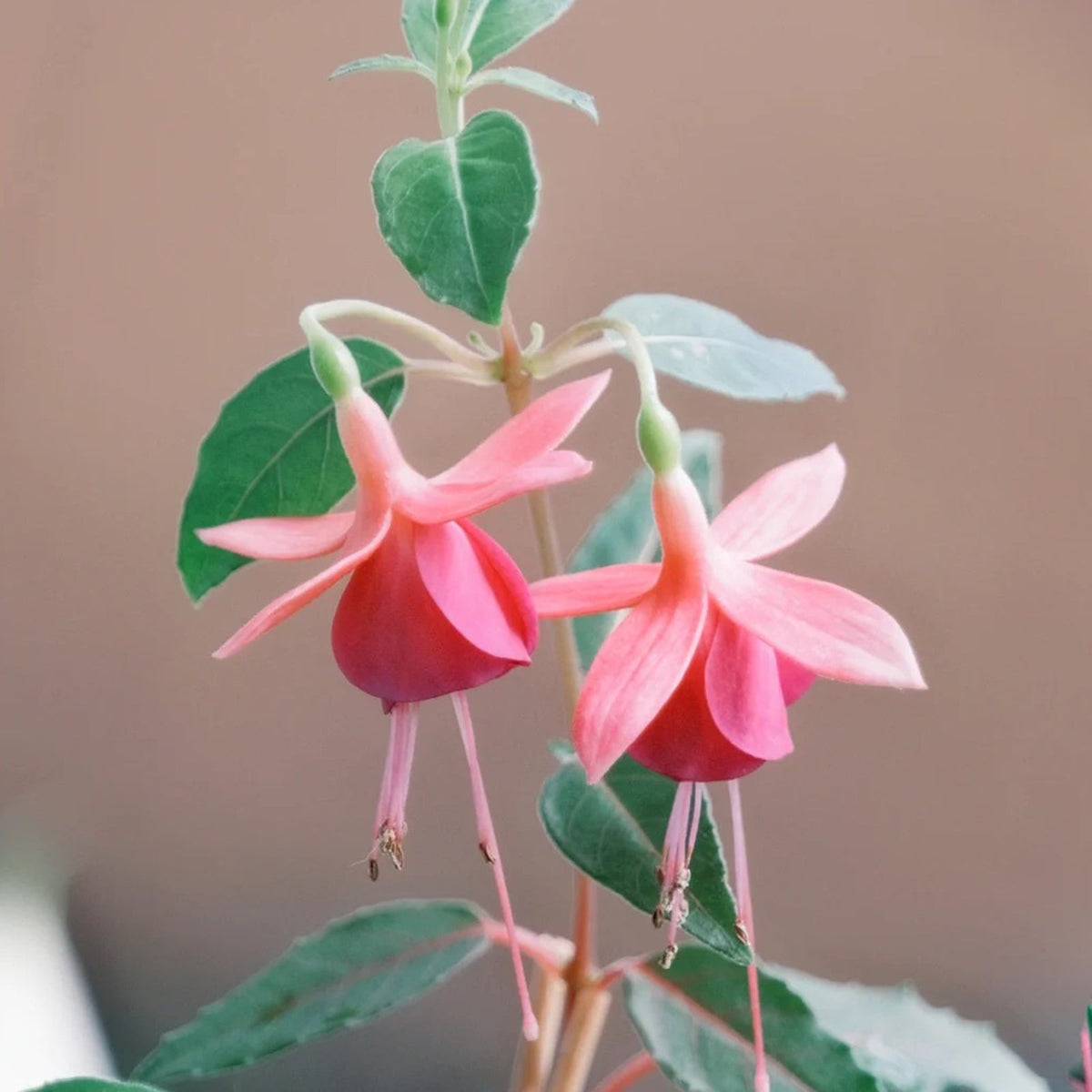 🌱Fuchsia Hybrida Voss bulbs –🌺Exotic Colorful Flowers That Thrive Easily！