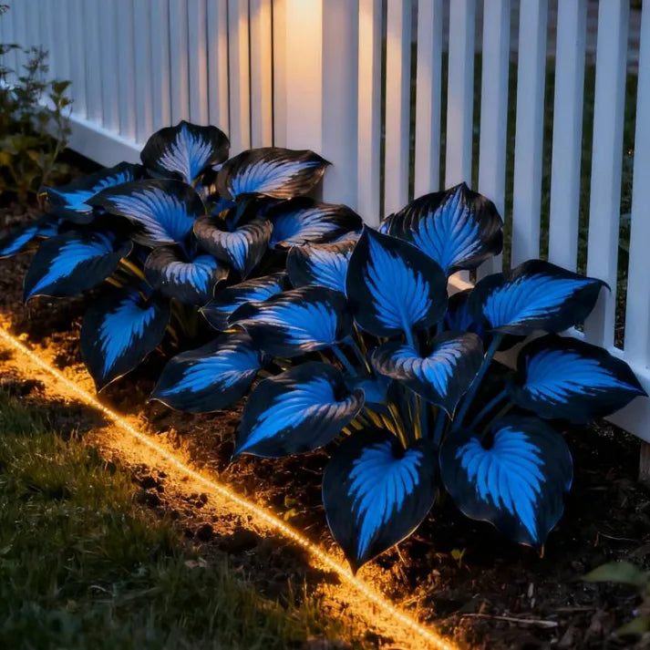 🔥Premium Hosta Seeds🌸Easy to Grow, Comes Back Every Year ✨ Perfect for Beginners