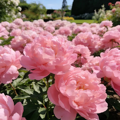 🌺'King of Flowers' Rare Double Peony Roots