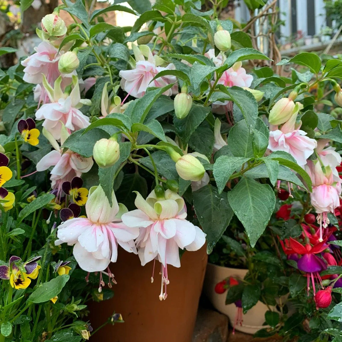 🌱Fuchsia Hybrida Voss bulbs –🌺Exotic Colorful Flowers That Thrive Easily！
