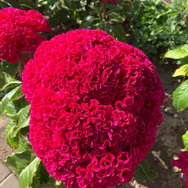 💮🌱Cockscomb Celosia Seeds