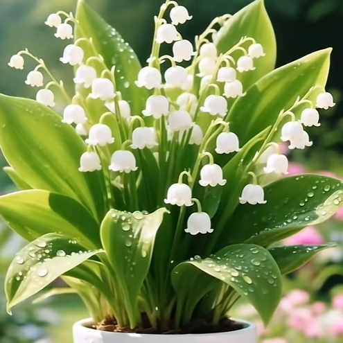 💐 Lily of the Valley – Bring Home Pure Happiness Today