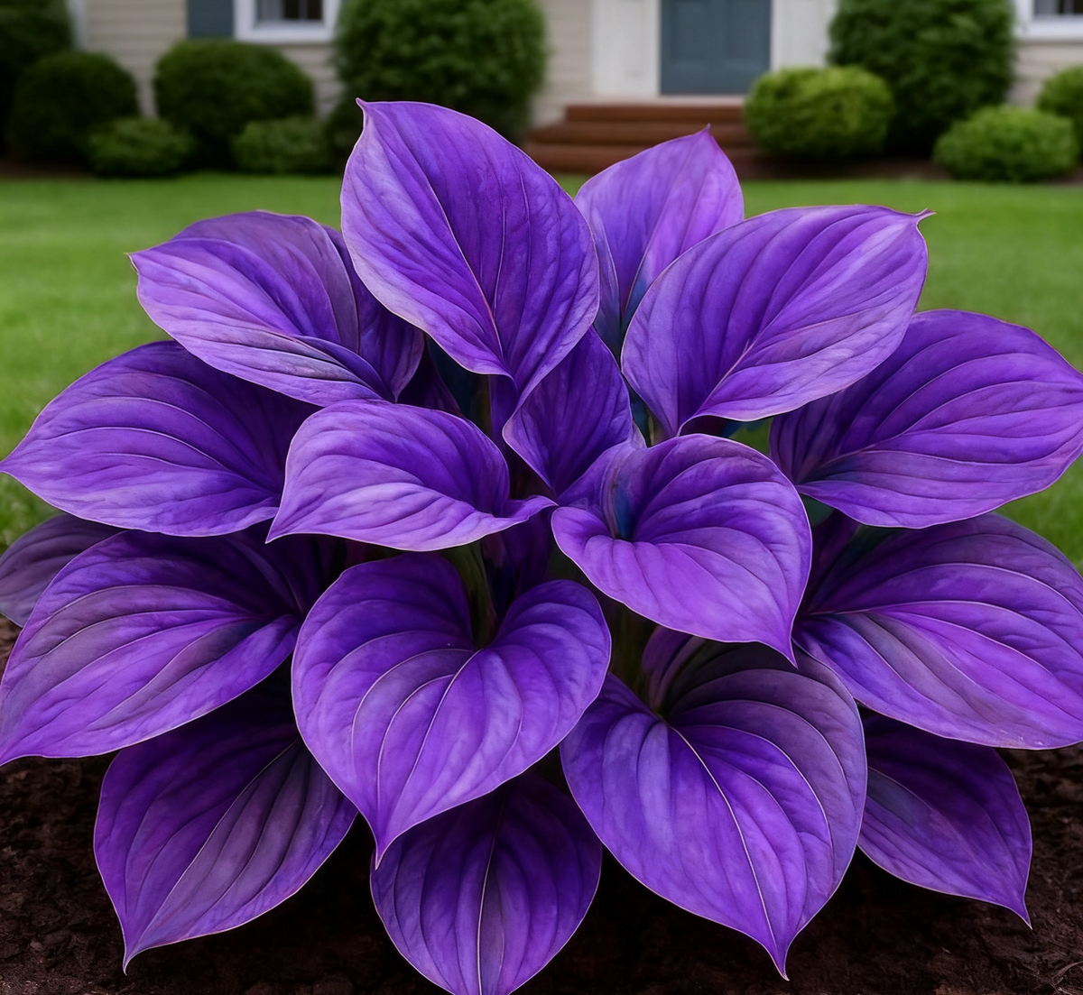🔥 Rare Dark Blue Flame Hostas 🌌 Light Up Your Night Garden