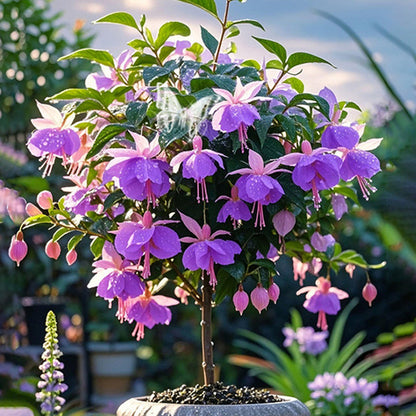 𐙚🎐Transform shaded areas with double fuchsia plants featuring rich color and flowing, elegant blooms🪄