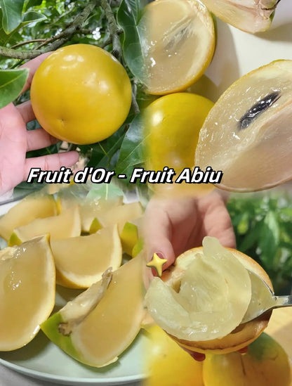 🔥50% Discount 🥭🥭Golden Fruit Seeds - Abiu Fruit