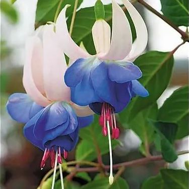 🧚🏼Fuchsia Flowers Seeds-Dancing Elf Bonsai