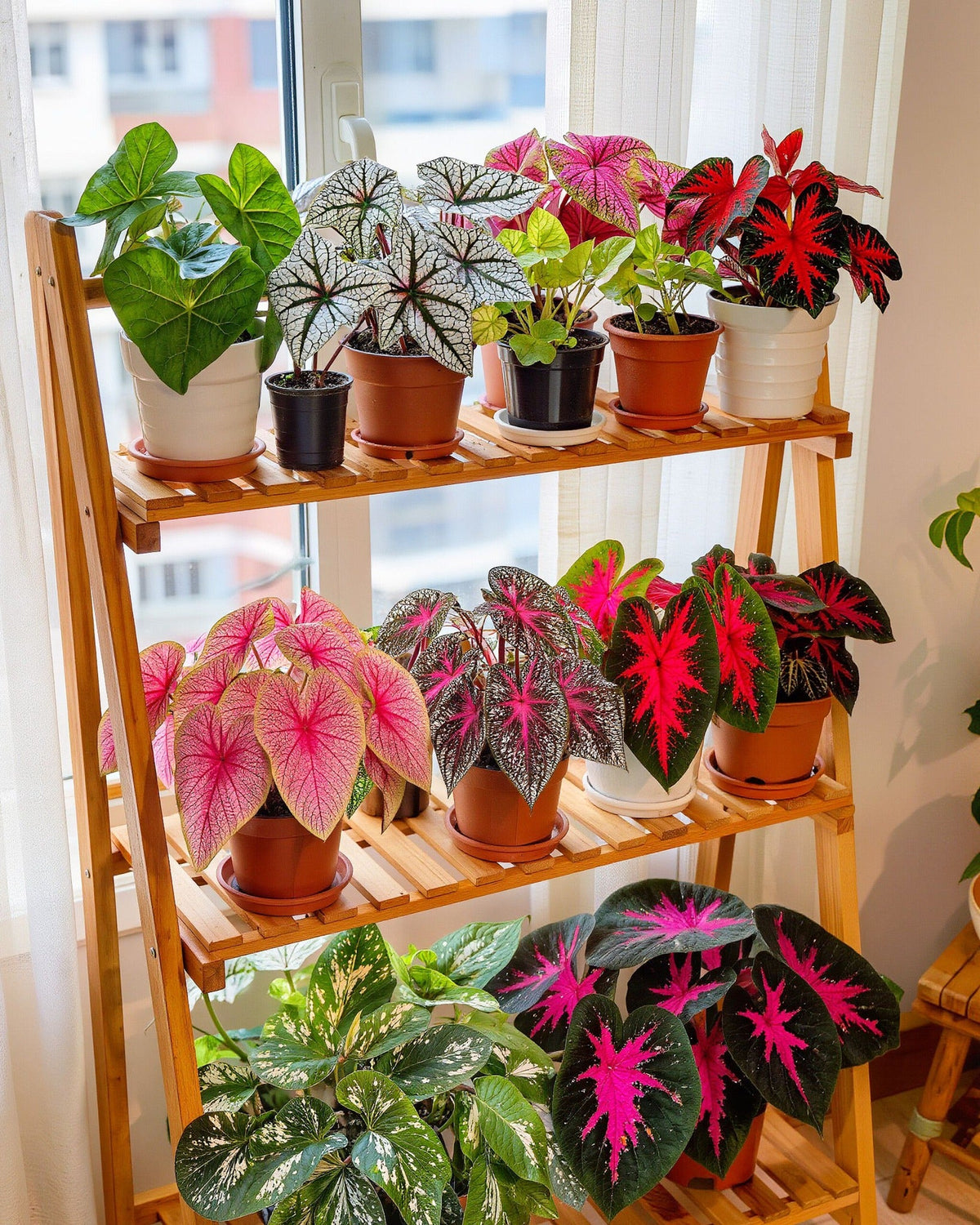 🌺Caladium Bulbs: The Easiest Way to Add Bold Color to Shady Spots