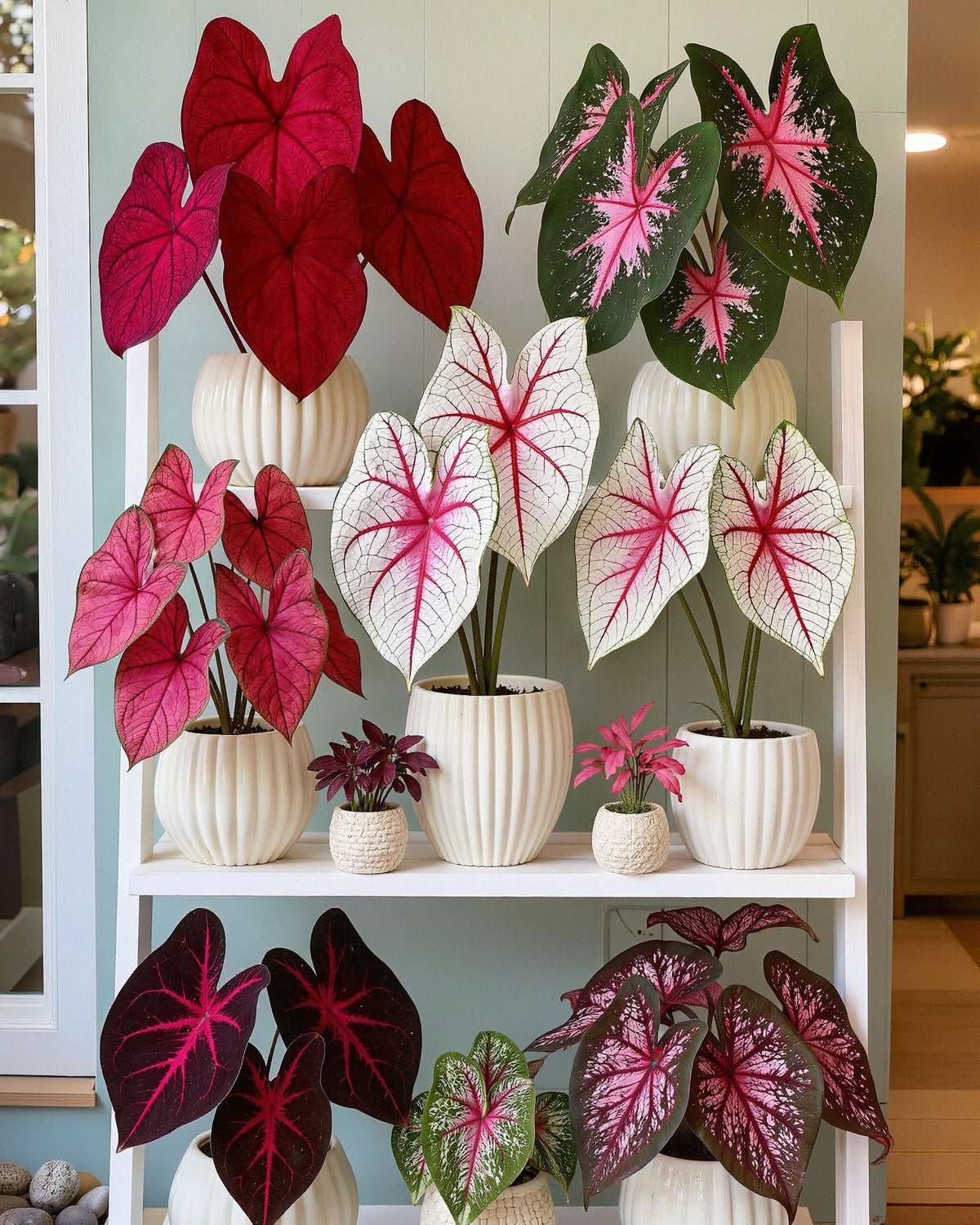 🌺Caladium Bulbs: The Easiest Way to Add Bold Color to Shady Spots