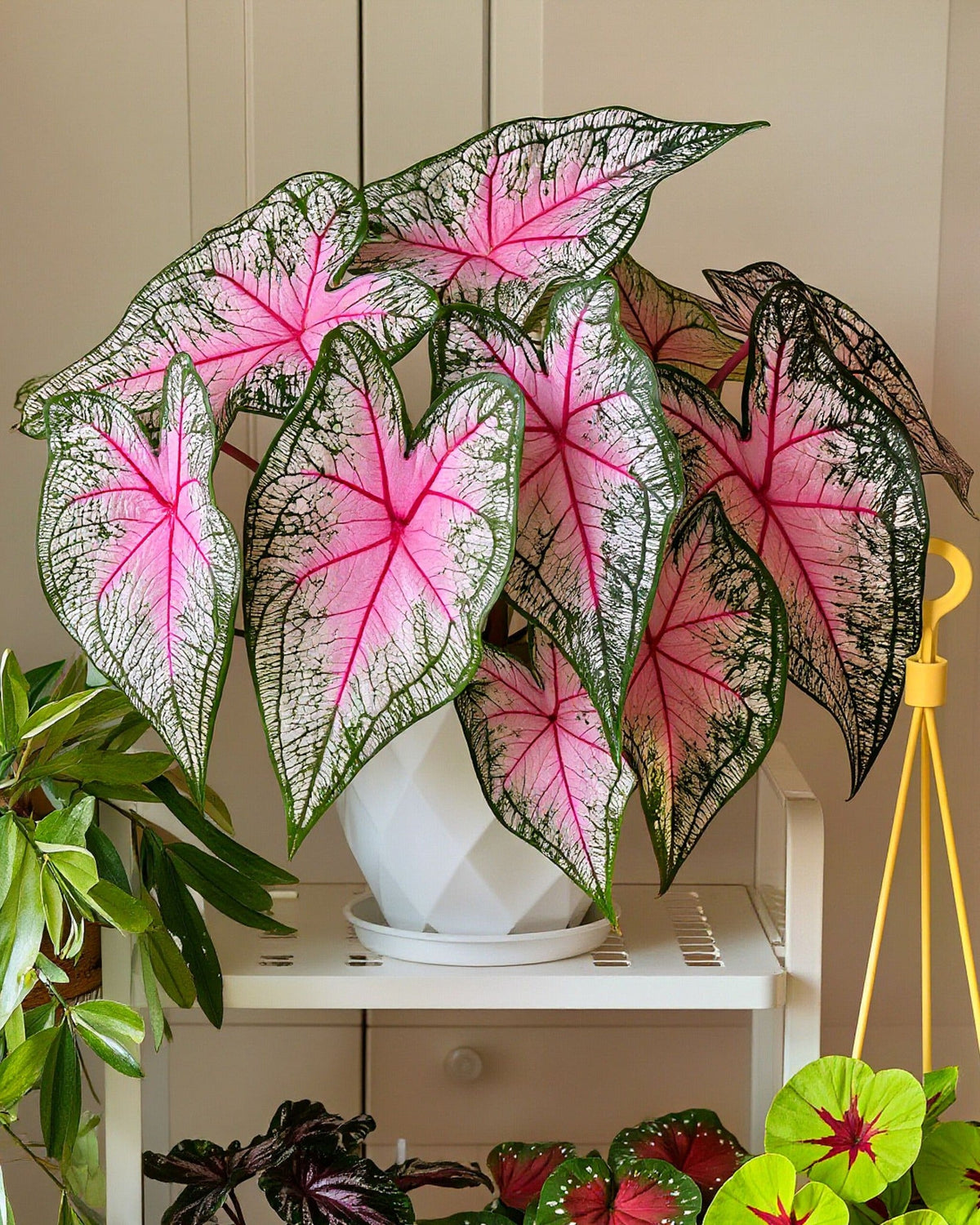 🌺Caladium Bulbs: The Easiest Way to Add Bold Color to Shady Spots