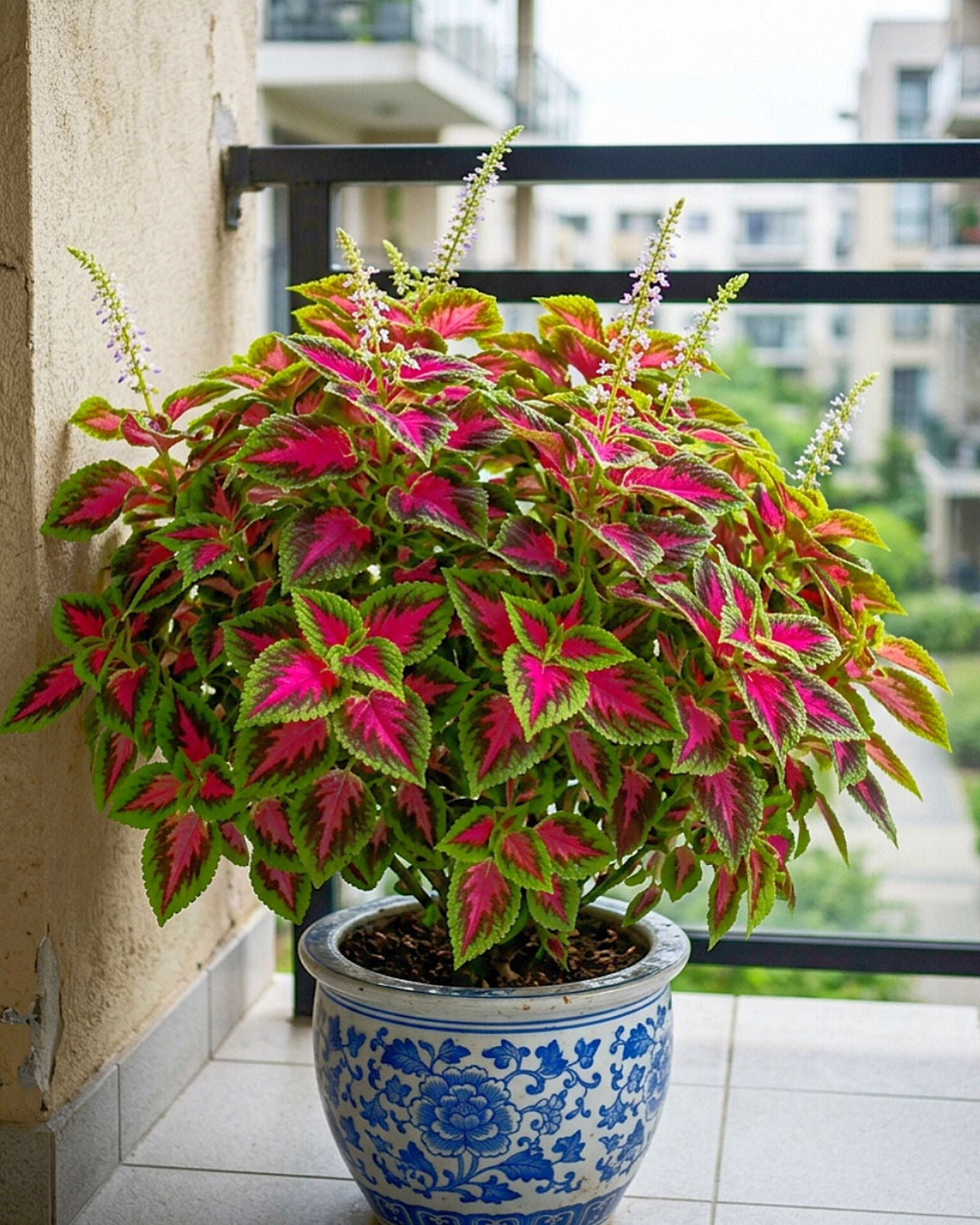 🌺Caladium Bulbs: The Easiest Way to Add Bold Color to Shady Spots