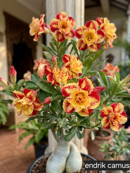 🏠🤗Desert Rose Bulbs💥Heat Resistant & Super Easy Care🌹🌵