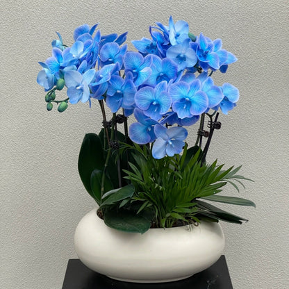 🌺Last Day 50% OFF🌸Phalaenopsis Seeds-Queen Of Orchids