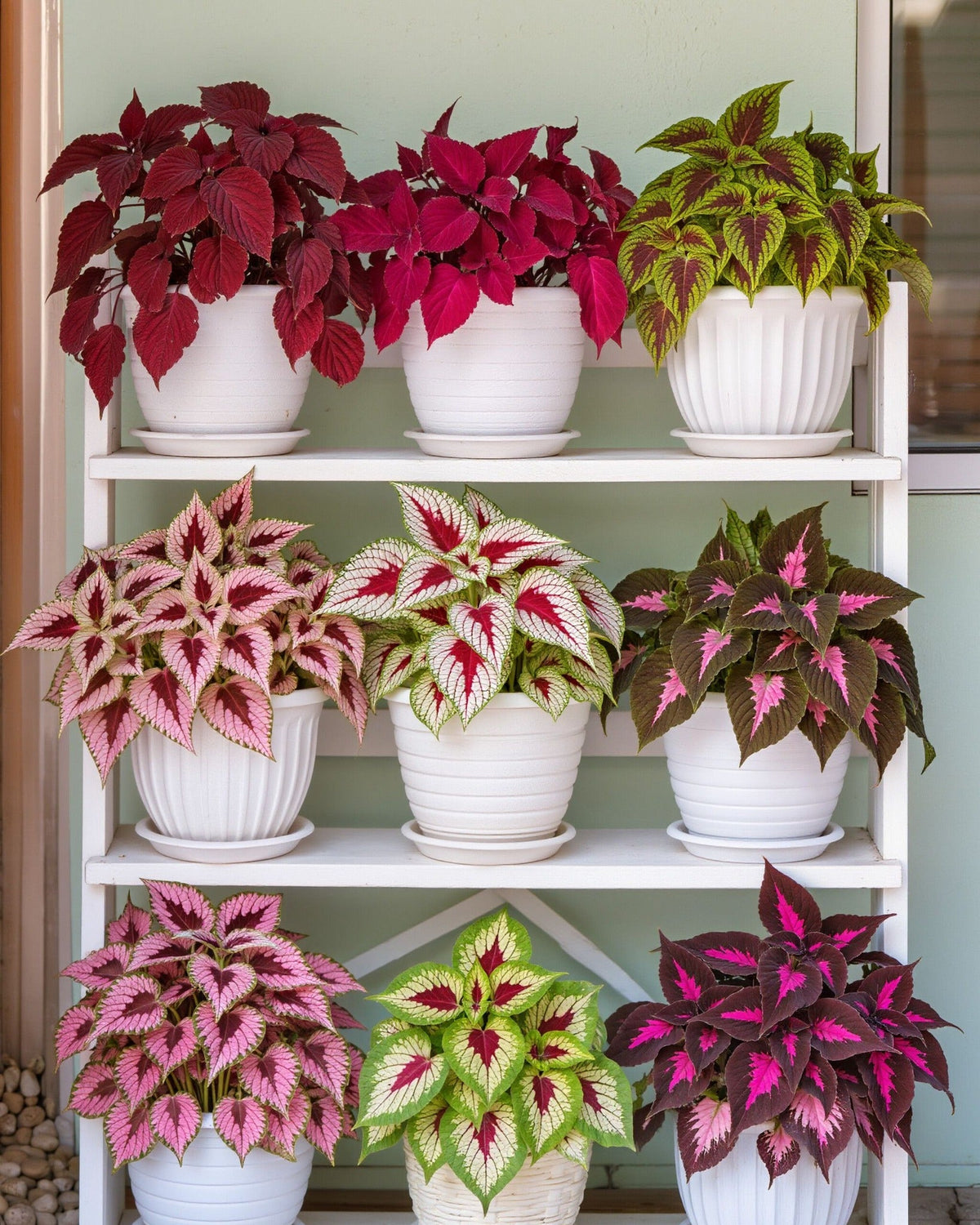 🌺Caladium Bulbs: The Easiest Way to Add Bold Color to Shady Spots