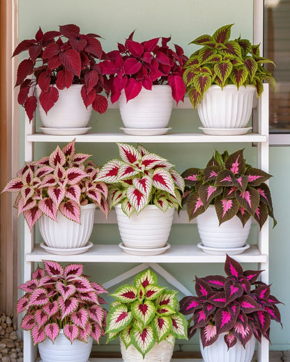 🌺Caladium Bulbs: The Easiest Way to Add Bold Color to Shady Spots