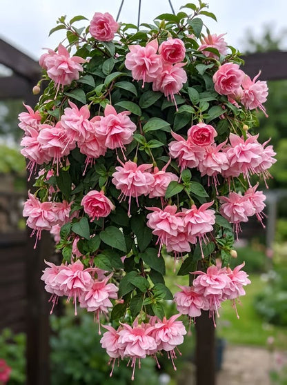 🌱Fuchsia Hybrida Voss bulbs –🌺Exotic Colorful Flowers That Thrive Easily！