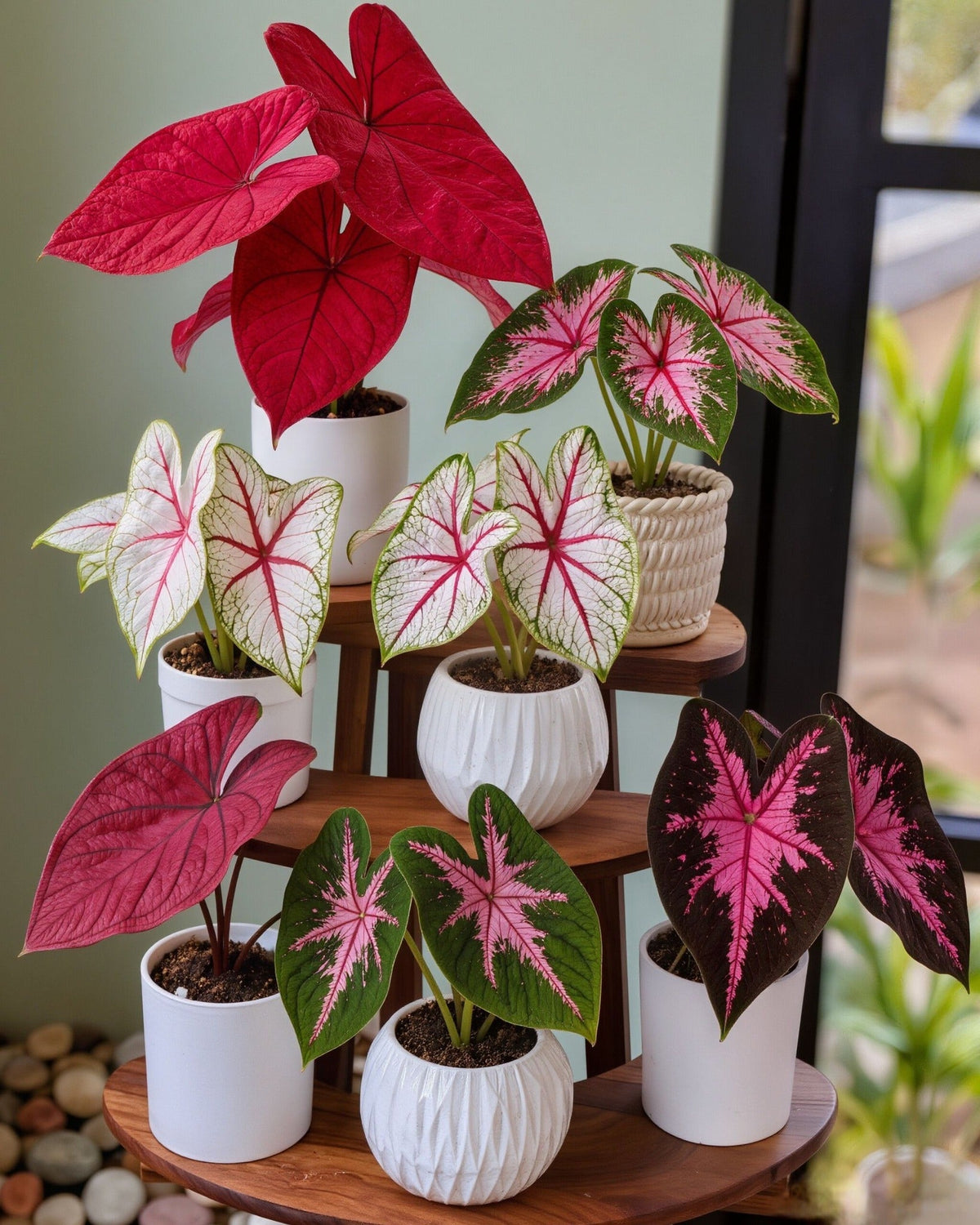 🌺Caladium Bulbs: The Easiest Way to Add Bold Color to Shady Spots