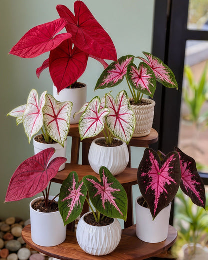 🌺Caladium Bulbs: The Easiest Way to Add Bold Color to Shady Spots