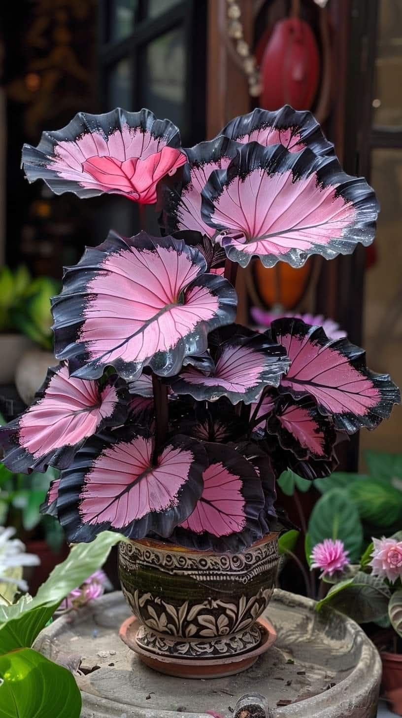 🌺Caladium Bulbs: The Easiest Way to Add Bold Color to Shady Spots