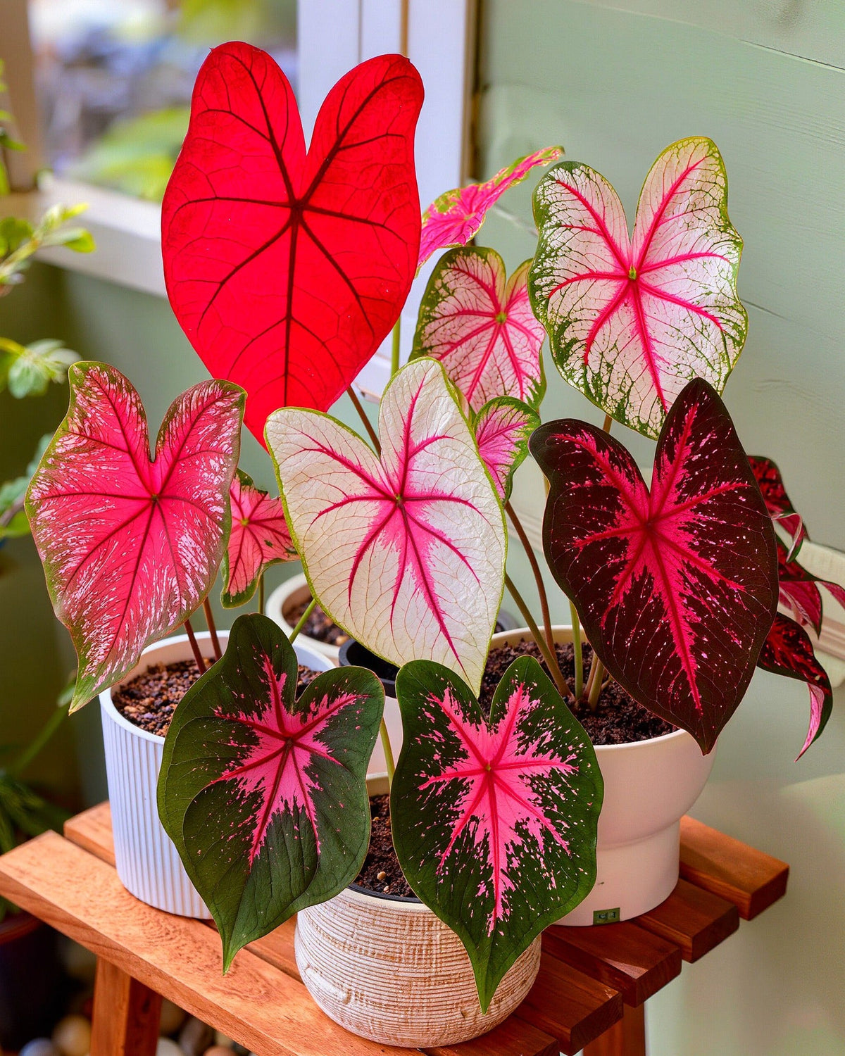 🌺Caladium Bulbs: The Easiest Way to Add Bold Color to Shady Spots
