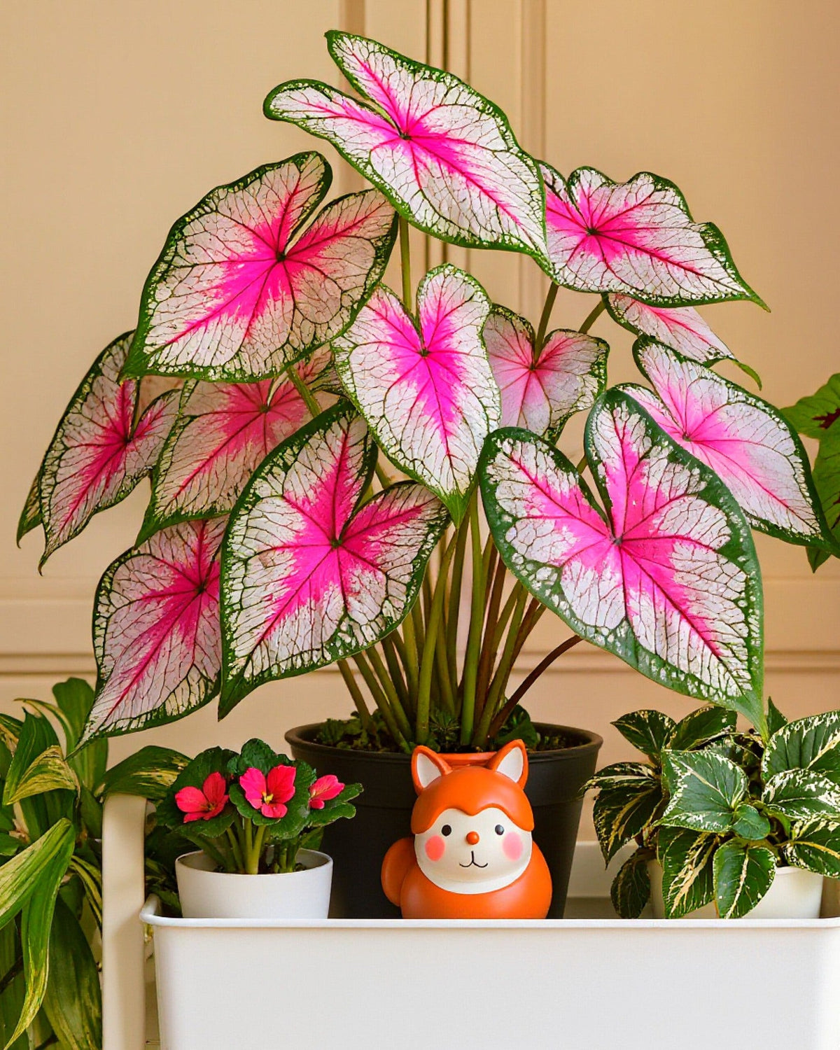🌺Caladium Bulbs: The Easiest Way to Add Bold Color to Shady Spots
