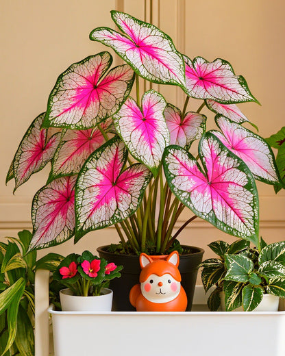 🌺Caladium Bulbs: The Easiest Way to Add Bold Color to Shady Spots