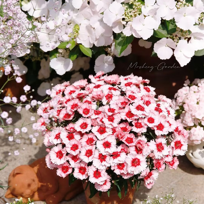 🌸🌸💮💮Strawberry Colored Dianthus Potted Plant seeds