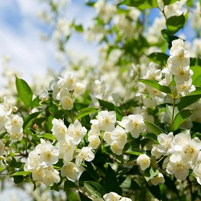 🏆 50K+ SOLD! 🌿❄️ FrostCharm Jasmine Seeds – Winter Planting, Perennial Blooms & Fragrant Garden Elegance 🌸