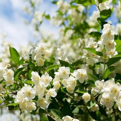 🏆 50K+ SOLD! 🌿❄️ FrostCharm Jasmine Seeds – Winter Planting, Perennial Blooms & Fragrant Garden Elegance 🌸