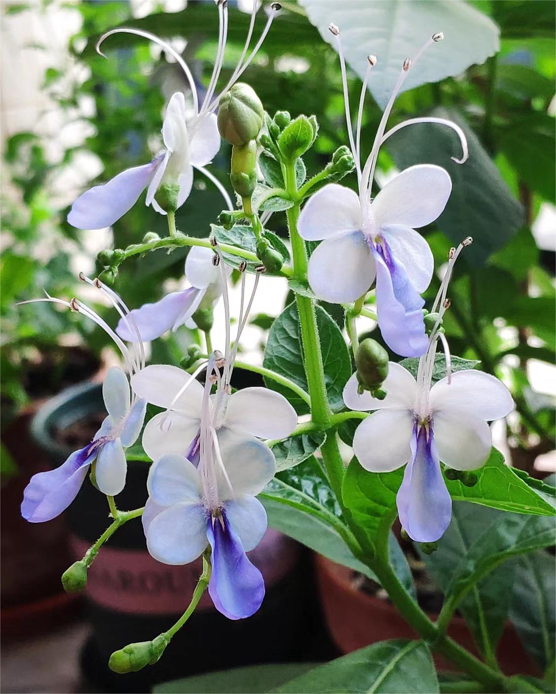 💙🦋Magical blue butterfly flowers that turn your garden into a dream
