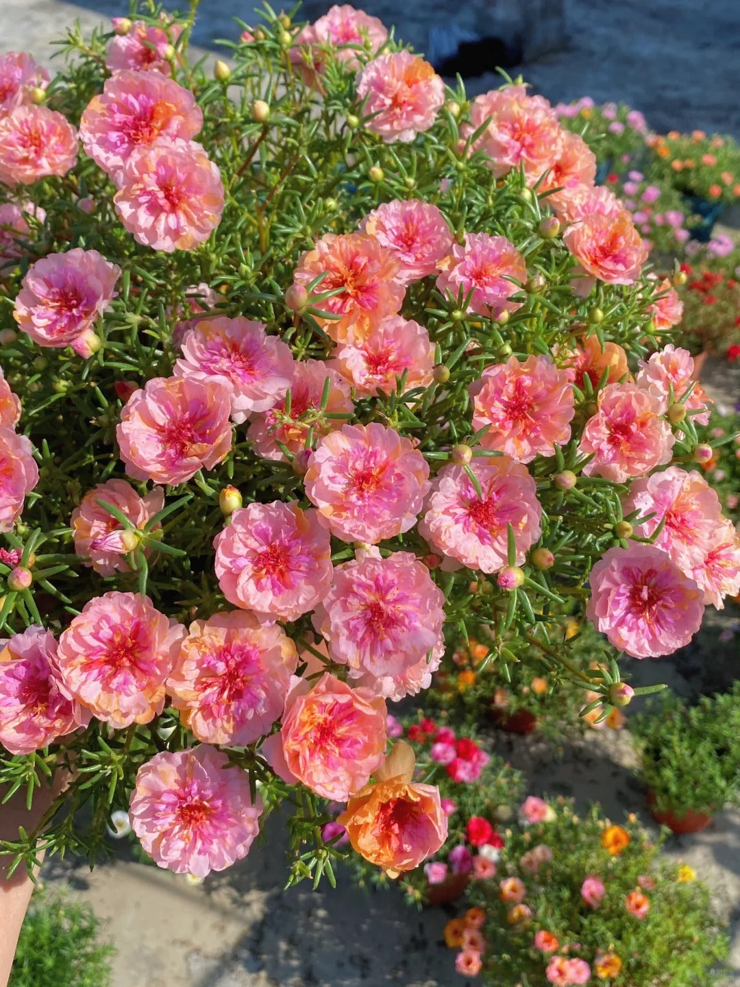 🌸 Portulaca, Moss Rose Double Mixed Colors Seeds