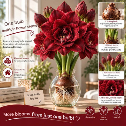 🤗🌺 Hydroponic Amaryllis Bulbs – Easy to Grow in Water or Soil, Giant Double Blooms🌱💙