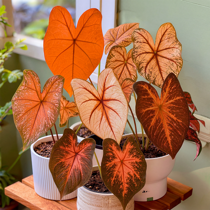🌺Caladium Bulbs: The Easiest Way to Add Bold Color to Shady Spots