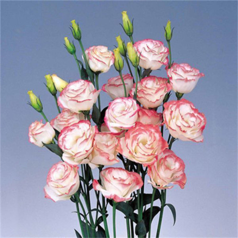 Eustoma / Lisianthus Grandiflorum Seeds - Thornless Rose-60% OFF