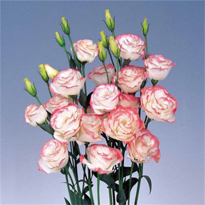 Eustoma / Lisianthus Grandiflorum Seeds - Thornless Rose-60% OFF