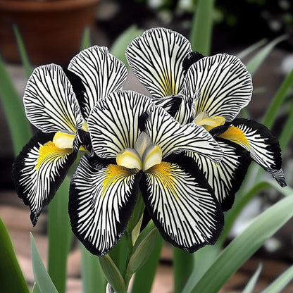 🌸 Zebra Stripes Iris 🌿 Bold Striped Blooms That Instantly Stand Out