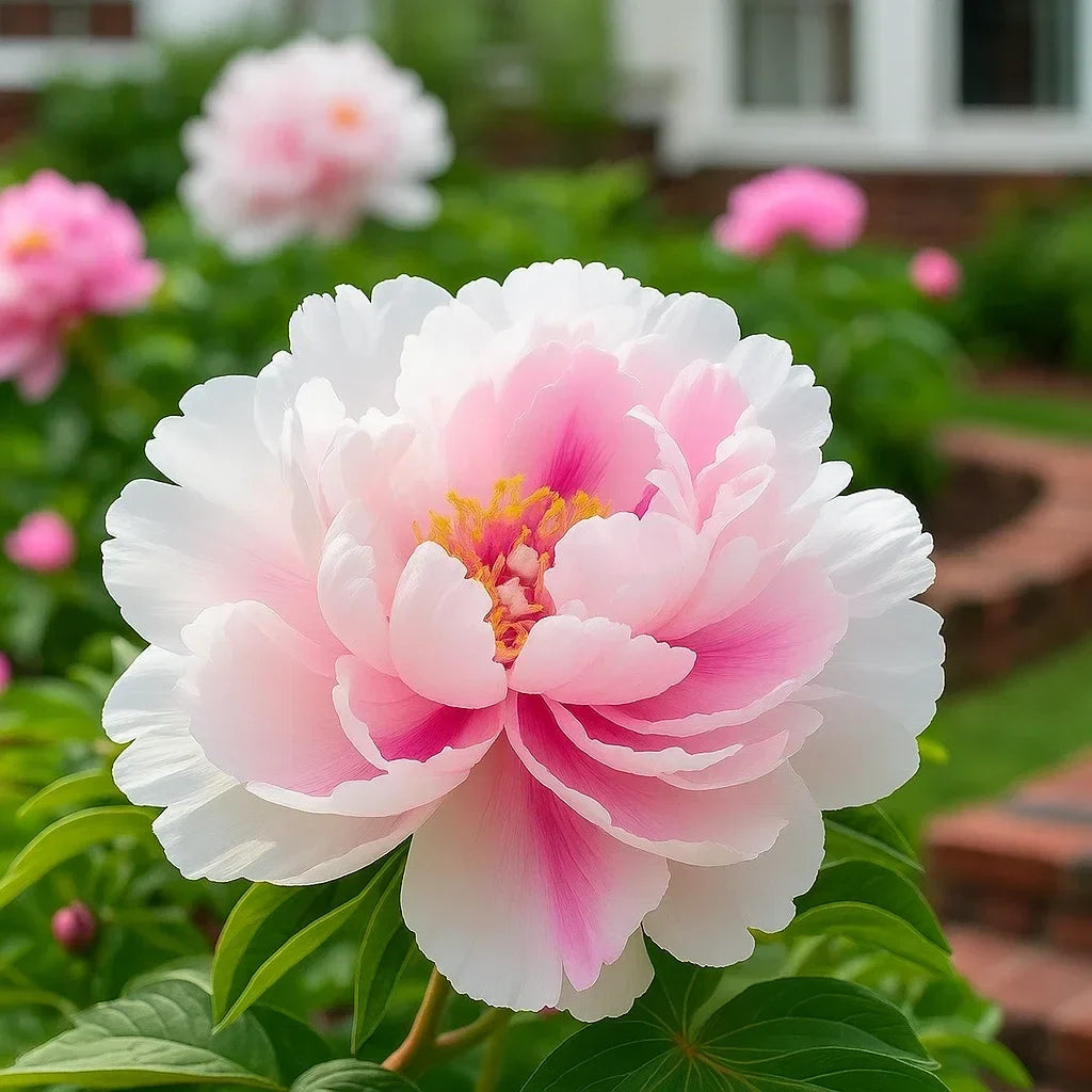 🦋⋰🌸⸝⸝Luxury Double Peonies for a Stunning Garden