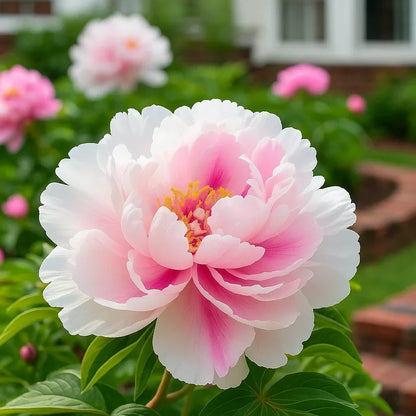 🦋⋰🌸⸝⸝Luxury Double Peonies for a Stunning Garden