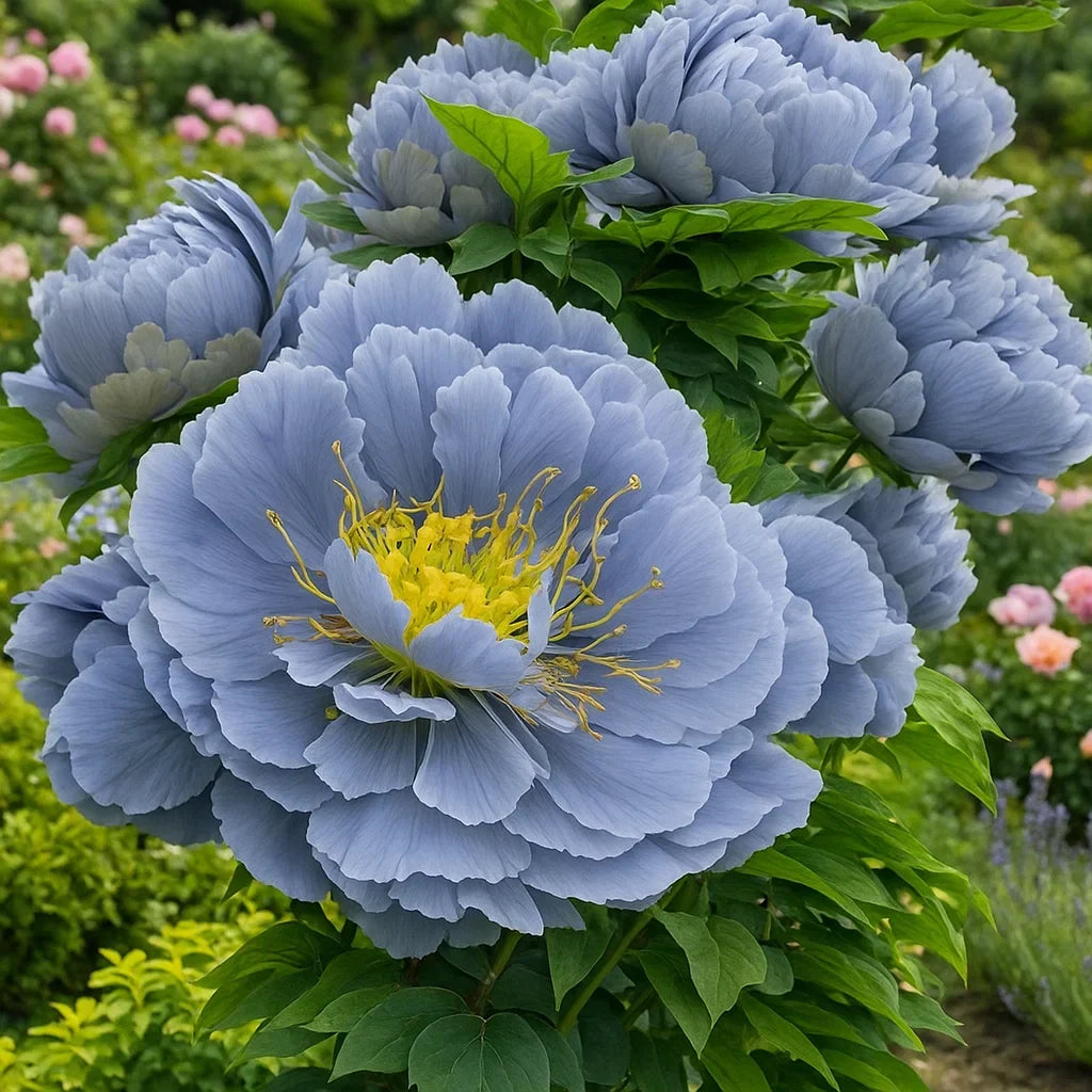 🦋⋰🌸⸝⸝Luxury Double Peonies for a Stunning Garden