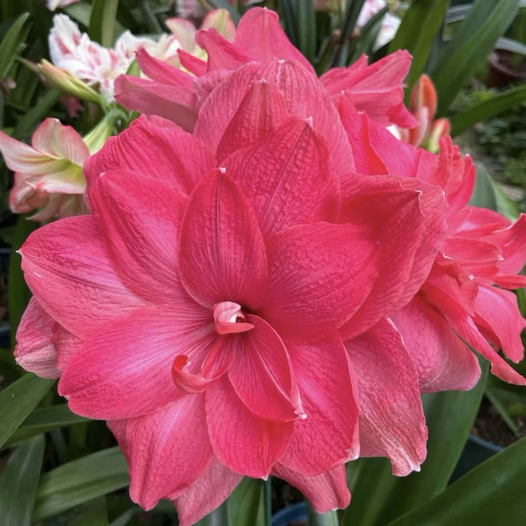 🏠💥Giant Double-Flowered Amaryllis Bulbs – Spectacular Blooms This Season!🌼