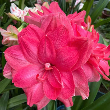 ꙳⋆🫧Giant Double-Flowered Amaryllis Bulbs – Spectacular Blooms This Season!🌼
