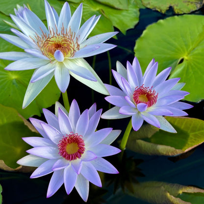 ✨🪷 Water Lilies: Transform Your Water Garden into a Living Masterpiece
