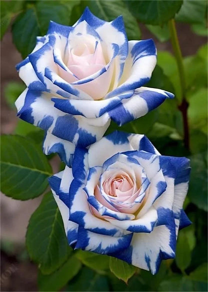 💙🌹Crushed Ice Blue Rose Seeds
