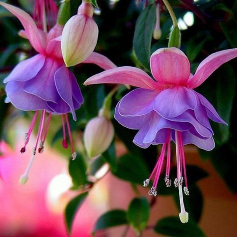 🧚🏼Fuchsia Flowers Seeds-Dancing Elf Bonsai