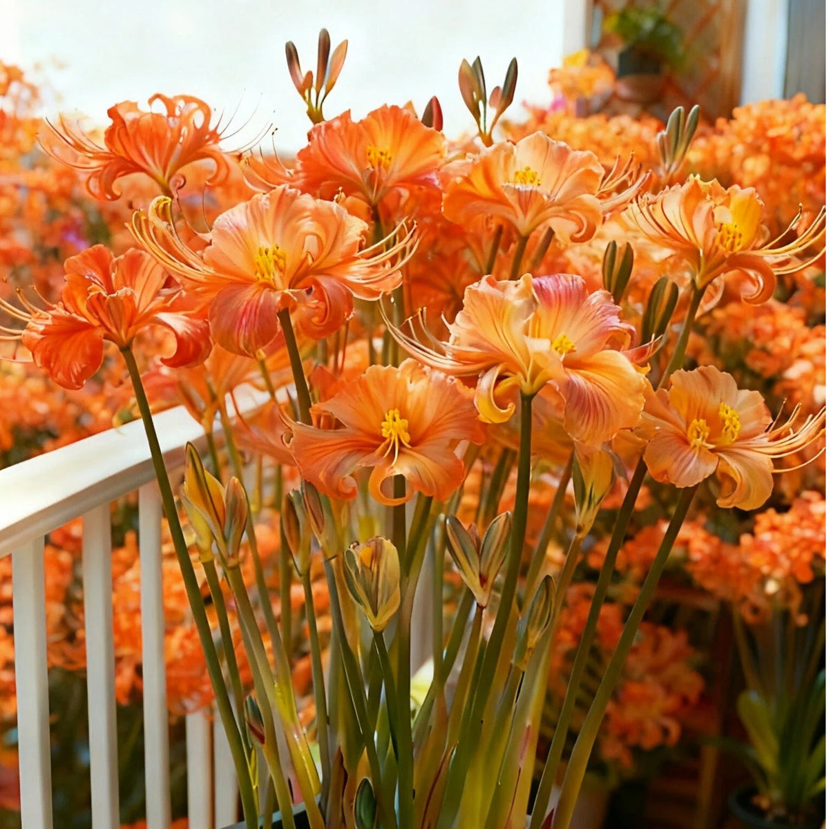 🌷·̩̩̥͙*̩̩̥͙˚̩̥̩̥Glow Like Magic — Stunning Spider Lilies Made Easy