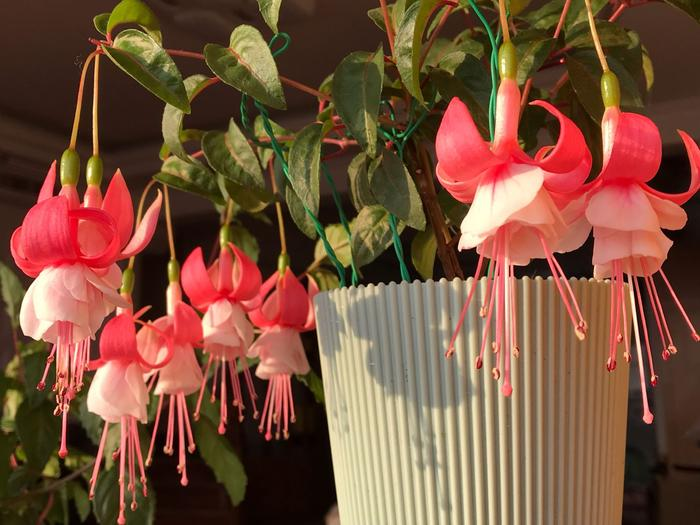 🧚🏼Fuchsia Flowers Seeds-Dancing Elf Bonsai